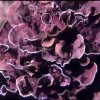 Algue coralligène